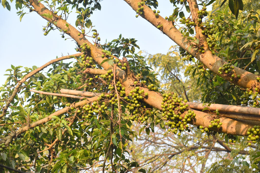 ডুমুর সাধারণত রান্না করে খাওয়া হয়। বিকল্প এই সবজি গাছের ডালে থোকায় থোকায় ঝুলছে। নগরীর চকপাড়া এলাকা, রাজশাহী, ৯ ফেব্রুয়ারি ২০২৫। ছবি: মিলন শেখ