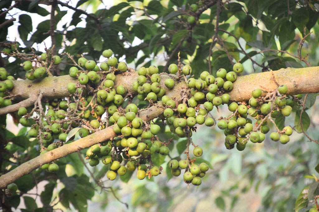 ডুমুর সাধারণত রান্না করে খাওয়া হয়। বিকল্প এই সবজি গাছের ডালে থোকায় থোকায় ঝুলছে। নগরীর চকপাড়া এলাকা, রাজশাহী, ৯ ফেব্রুয়ারি ২০২৫। ছবি: মিলন শেখ