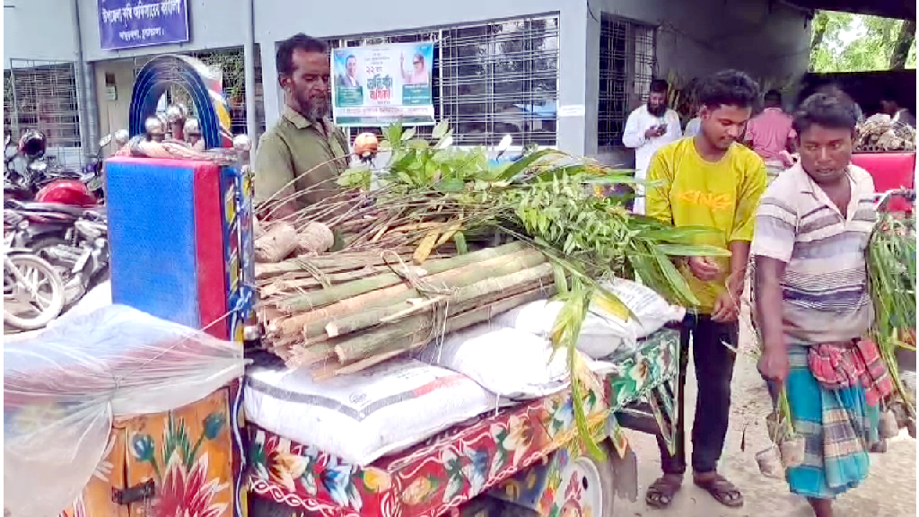 প্রধানমন্ত্রীর অগ্রাধিকার বৃক্ষরোপণ প্রকল্পে অনিয়মের অভিযোগ, নিম্নমানের চারা ও বাঁশ সরবরাহ