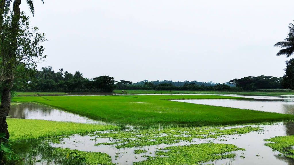খুলনায় বৃষ্টিপাতে মৎস্য ও কৃষিতে ক্ষয়ক্ষতি ১৪০ কোটি টাকা, বেশি ক্ষতিগ্রস্ত চিংড়ি ও তরমুজচাষিরা