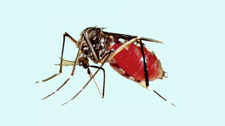 তিন দশকে মশা মারার খরচ: ধোঁয়া ছড়াতেই ১৮০০ কোটি