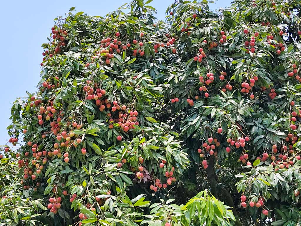 জুনের প্রথম সপ্তাহে বাজারে আসবে দিনাজপুরের রসাল লিচু