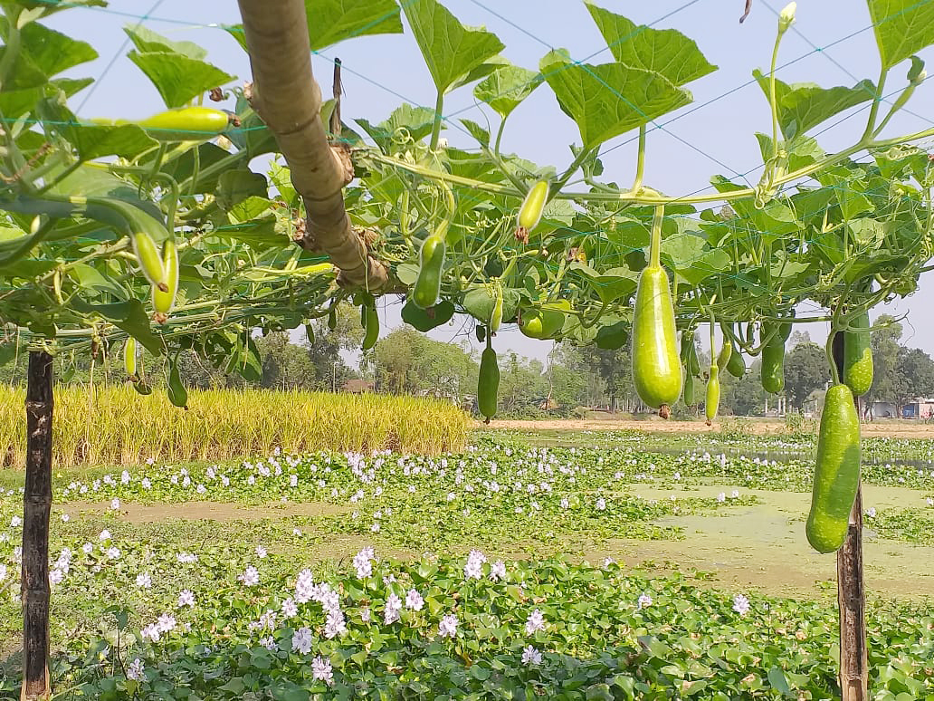 নদীর তীরে ভাসমান সবজির বাগান