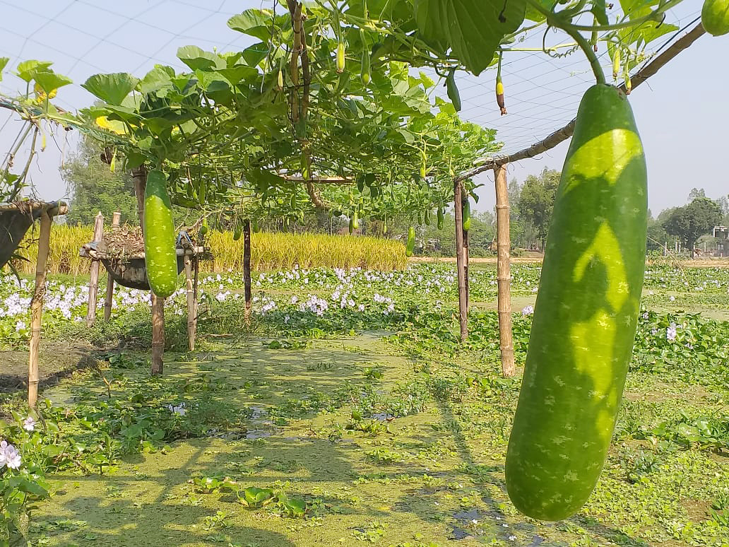 দিনাজপুরের খানসামা উপজেলার ছাতিয়ানগড় ইউনিয়নের ঝাপু পাড়া এলাকায় ইছামতী নদীর তীরে ভাসমান সবজির বাগান। ছবি: আজকের পত্রিকা