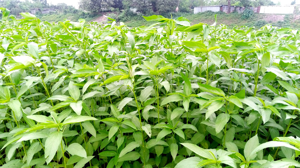 পাট চাষে আগ্রহ কমছে ফুলবাড়ীর কৃষকদের