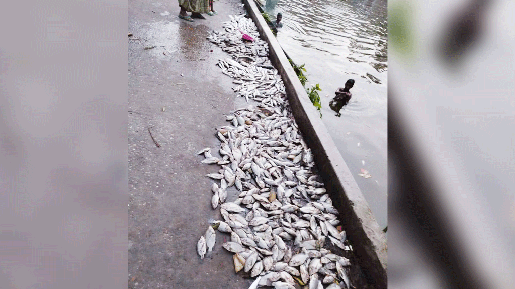 হিলিতে পুকুরে বিষ দিয়ে লাখ টাকার মাছ নিধন