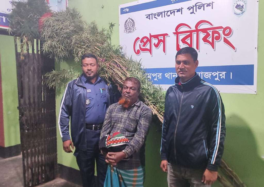 কৃষকের ঘরে ১২ ফুট লম্বা গাঁজার গাছ, আটক