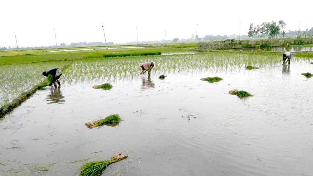 খরার পর স্বস্তির বৃষ্টি, আমন চাষিদের মুখে হাসি