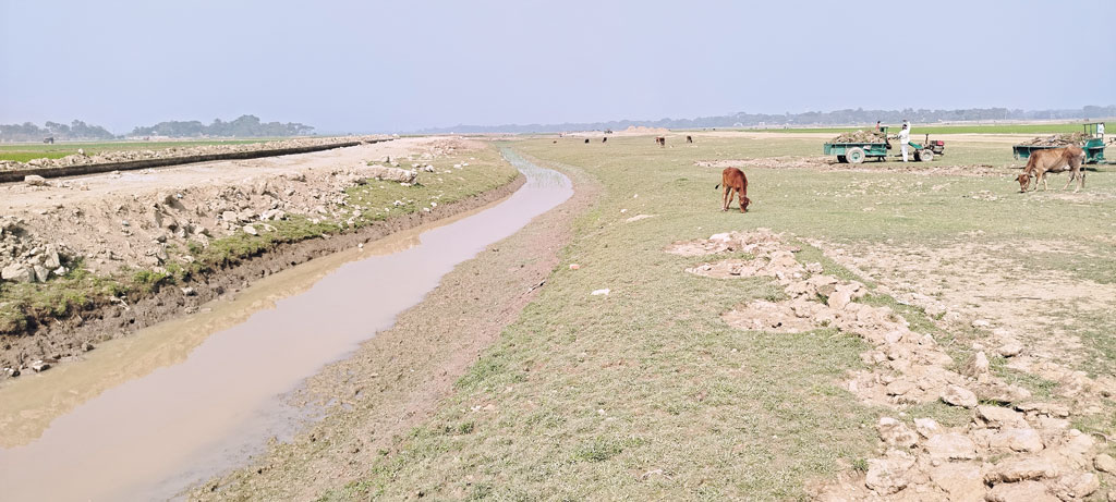 ডিঙাপোতা হাওর: দেওরাজান নদের বুকে চরে গরু, চলে যান