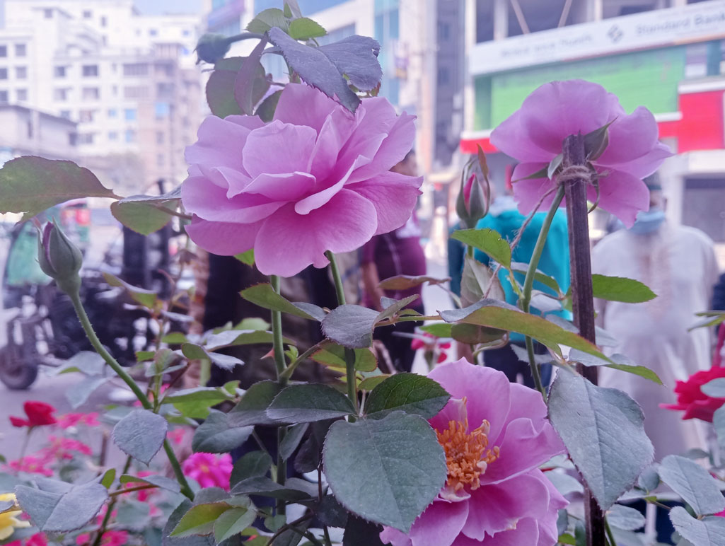 টবে ফুটেছে গোলাপি রঙের গোলাপ ফুল। শহরের ব্যস্ততার মধ্যেও এমন ফুলের সৌন্দর্য নজর কাড়ে পথচারীদের। রাজশাহী নগরীর আলুপট্টি মোড় এলাকা থেকে তোলা। ছবি: মিলন শেখ