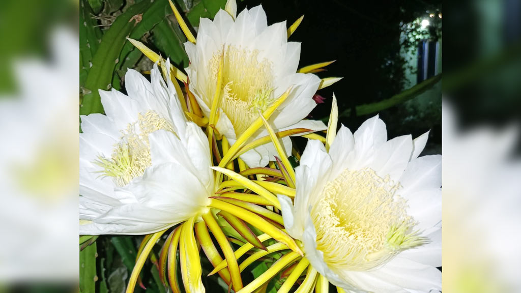 দিনের ছবি (১৩ আগস্ট, ২০২৫)