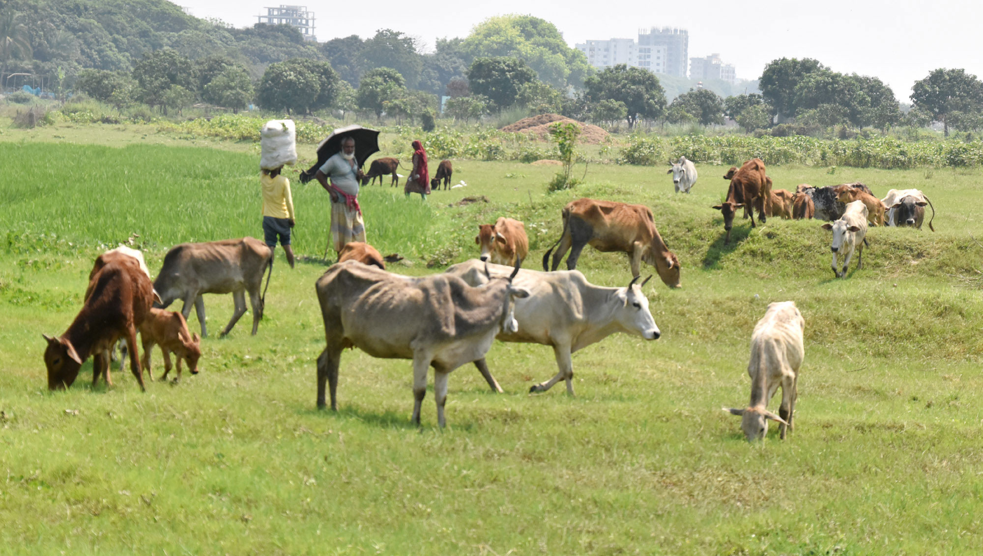 পদ্মা নদীর চরে গরুর পাল নিয়ে ঘাস খাওয়াতে নেমেছে রাখাল। প্রচণ্ড গরম থেকে বাঁচতে ছাতা মাথায় নিয়ে কাজ করে যাচ্ছে। ছবিটি রাজশাহী নগরীর শিমলাপার্ক পদ্মা নদীর তীর থেকে আজ দুপুরে তোলা। ছবি: মিলন শেখ