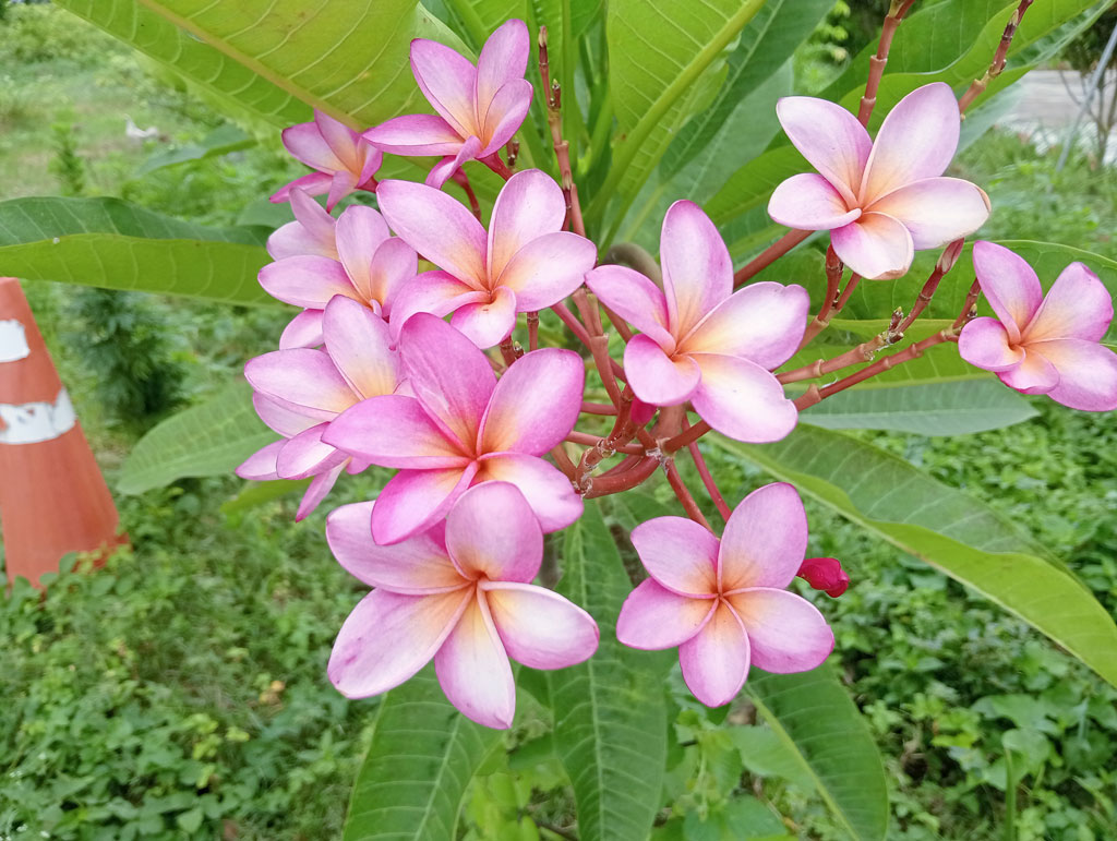 প্লুমেরিয়া বা ফ্র্যাঞ্জিপানি—মনোমুগ্ধকর সুগন্ধ আর নান্দনিক সৌন্দর্যের জন্য পরিচিত এই ফুল। পর্ণমোচী গুল্ম বা ছোট আকৃতির গাছে গুচ্ছাকারে ফোটা প্লুমেরিয়া সাধারণত ক্রান্তীয় অঞ্চলে ভালো জন্মে। রৌদ্রোজ্জ্বল পরিবেশে বেড়ে ওঠা এ ফুল সৌন্দর্যবর্ধনের পাশাপাশি চারপাশে ছড়িয়ে দেয় মিষ্টি সুবাস। ছবিটি রাজশাহীর গোদাগাড়ী উপজেলার প্রেমতলী পুলিশ ফাঁড়ির ফুলবাগান থেকে তোলা। ছবি: মিলন শেখ