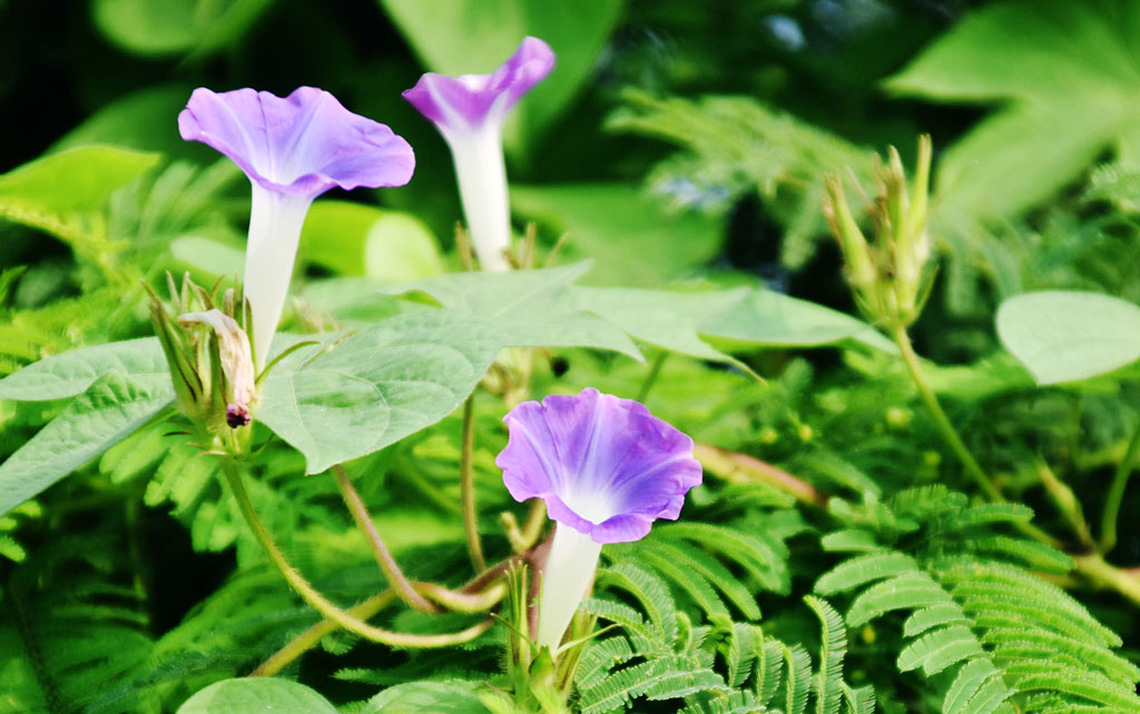 দিনের ছবি (১১ অক্টোবর ২০২৫)