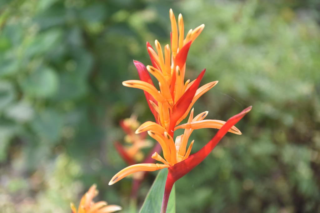 হেলিকোনিয়া একটি প্রাণবন্ত গ্রীষ্মমণ্ডলীয় ফুল। এই উদ্ভিদকে সাধারণত প্যারটস বিক, মিথ্যা স্বর্গীয় পাখি বা চিংড়ি চোষা নামে ডাকা হয়। আকর্ষণীয় রঙিন অংশগুলো আসলে পরিবর্তিত পাতা, যাকে ব্র্যাক্ট বলা হয়, যা ভেতরের আসল ফুলগুলোকে রক্ষা করে। রাজশাহী সার্কিট হাউসের ফুলবাগান থেকে তোলা। ছবি: মিলন শেখ