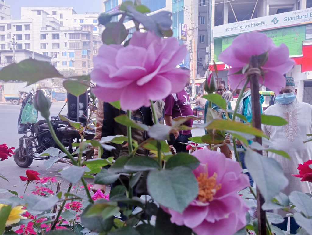 টবে ফুটেছে গোলাপি রঙের গোলাপ ফুল। শহরের ব্যস্ততার মধ্যেও এমন ফুলের সৌন্দর্য নজর কাড়ে পথচারীদের। রাজশাহী নগরীর আলুপট্টি মোড় এলাকা থেকে তোলা। ছবি: মিলন শেখ