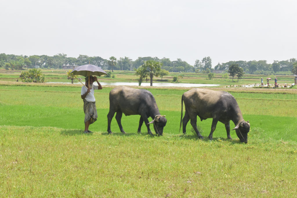 দিনের ছবি (১৯ জুলাই ২০২৫)