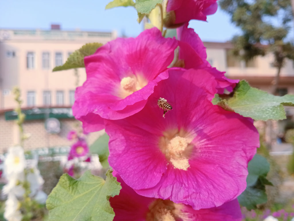 দিনের ছবি (২৪ ফেব্রুয়ারি, ২০২৬)