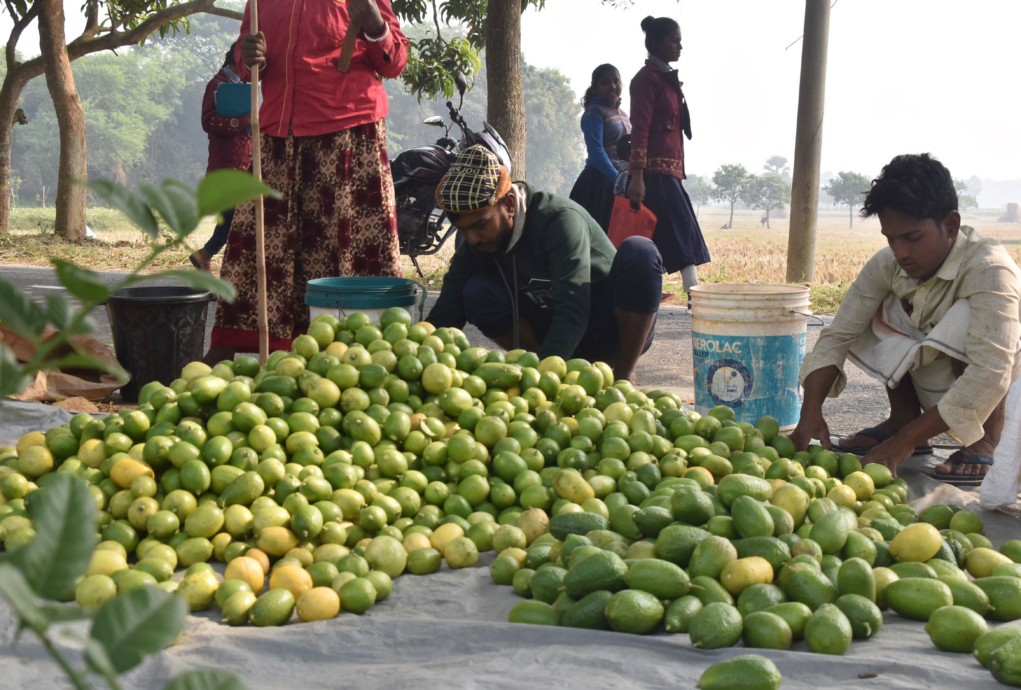 বাগান থেকে লেবু তুলে রাস্তার পাশে রাখা হচ্ছে বিক্রির জন্য। প্রতিটি লেবুর দাম ২ টাকা ৫০ পয়সা। পাইকারি বিক্রির পর সেগুলো পৌঁছে যাবে দেশের বিভিন্ন প্রান্তে। রাজশাহীর গোদাগাড়ী উপজেলার দেওপাড়া ইউনিয়নের ফুলবাড়ী এলাকা থেকে সকালে তোলা। ছবি: মিলন শেখ