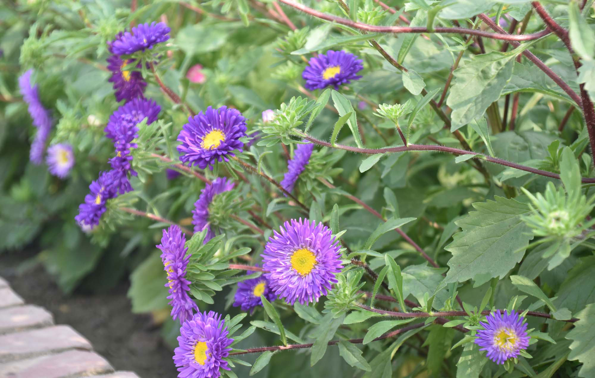 দিনের ছবি (০৮ ফেব্রুয়ারি ২০২৬)