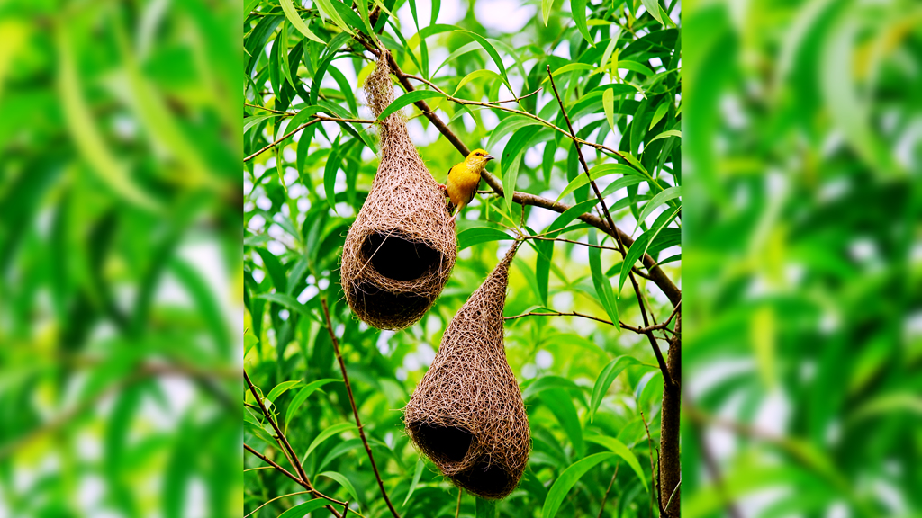 দিনের ছবি (১৬ জুন, ২০২৬)
