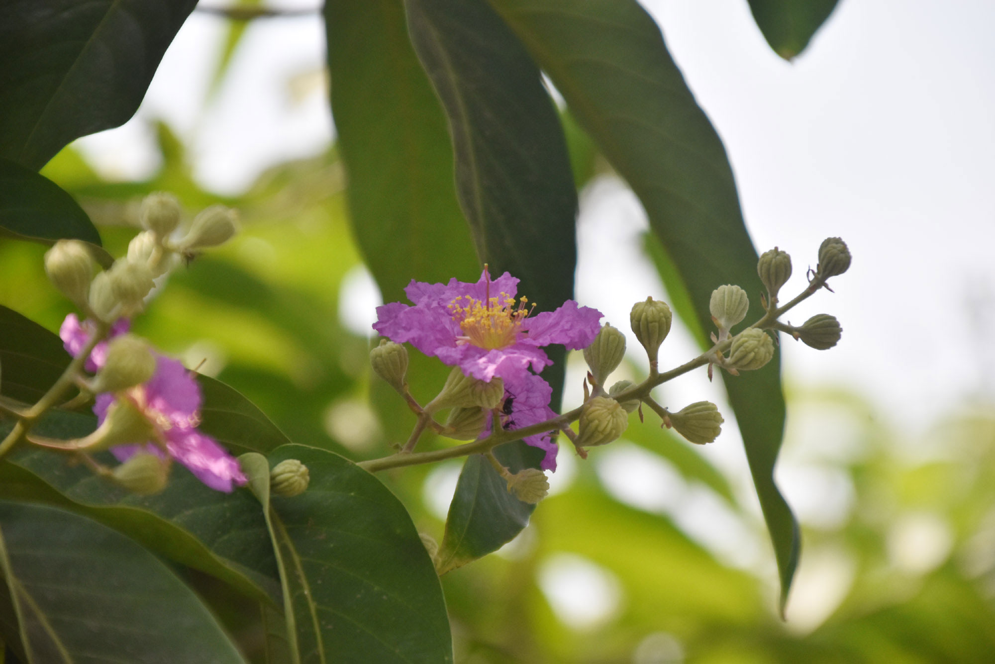 জারুল ফুলের হালকা বেগুনি আভায় যেন উজ্জ্বল হয়ে উঠেছে চারপাশ। জারুলগাছ (Lagerstroemia speciosa) প্রাইড অব ইন্ডিয়া বা কুইন্স ক্রেপ মার্টল নামে পরিচিত। এটি ক্রান্তীয় দক্ষিণ এশিয়ার একটি স্থানীয় পর্ণমোচী গাছ। এর ফুলগুলো ক্রেপ পেপারের মতো সূক্ষ্ম ও কোঁচকানো। রাজশাহী নগরীর পুলিশ লাইনস এলাকা থেকে তোলা। ছবি: মিলন শেখ