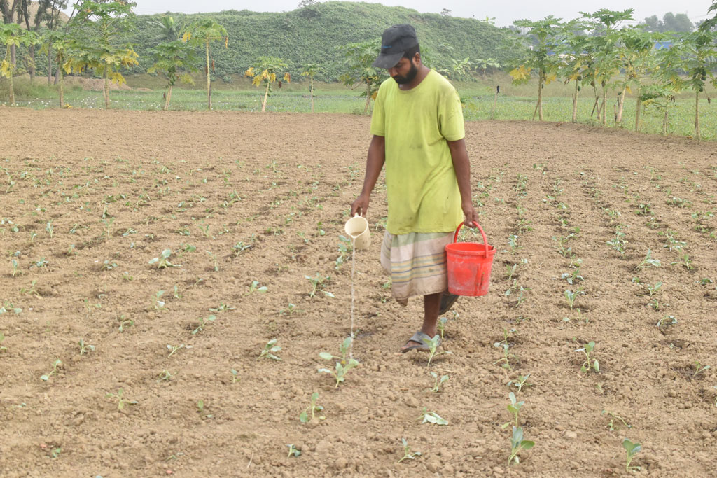 শীতের সবজি ফুলকপি। বরেন্দ্র অঞ্চলের জমিতে লাগানো হয়েছে ফুলকপির চারা। আজ সকালে কৃষক রাশেদ খান চারা গাছে পানি দিচ্ছেন। রাজশাহীর পবা উপজেলার পারিলা ইউনিয়নের কইপুকুর এলাকা থেকে আজ সকালে তোলা। ছবি: মিলন শেখ