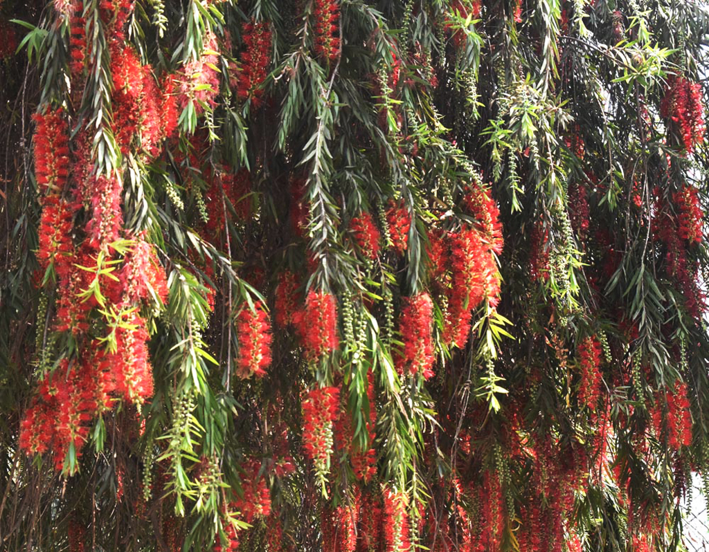 উইপিং বোতলব্রাশগাছ, যার বৈজ্ঞানিক নাম ক্যালিস্টেমন ভিমিনালিস বা মেলালেউকা ভিমিনালিস। এটি একটি চিরসবুজ গুল্ম বা ছোট গাছ, যার ঝুলন্ত ডালপালা ও সরু হালকা সবুজ পাতা রয়েছে। গাছে উজ্জ্বল লাল, বোতল পরিষ্কার করার ব্রাশের মতো নলাকার ফুল ফোটে। অস্ট্রেলিয়ার এই দ্রুতবর্ধনশীল গাছ সাধারণত ৩ থেকে ৬ মিটার পর্যন্ত উঁচু হয় এবং বাগান ও পার্কে শোভাবর্ধনের জন্য রোপণ করা হয়। নগরীর শ্রীরামপুরে রাজশাহী জেলা প্রশাসকের বাসভবনের সামনে থেকে তোলা। ছবি: মিলন শেখ