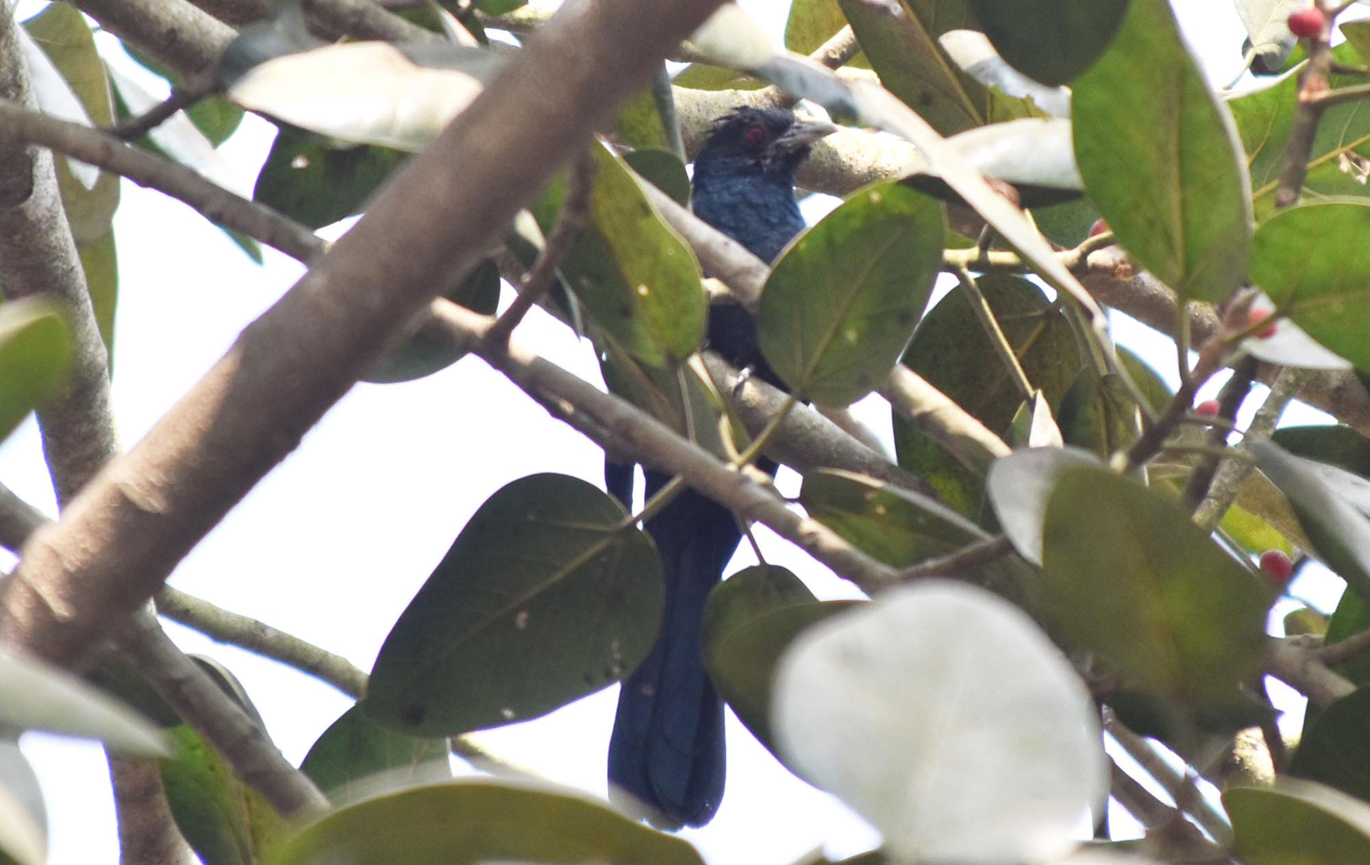 বসন্তের আগমনে প্রকৃতিতে লেগেছে নতুন রঙের ছোঁয়া। গাছের সবুজ ডালে বসে মধুর কণ্ঠে ডাকছে কোকিল, যেন ঋতুর বার্তা ছড়িয়ে দিচ্ছে চারপাশে। রাজশাহী নগরীর রায়পাড়া এলাকায়। ছবি: মিলন শেখ