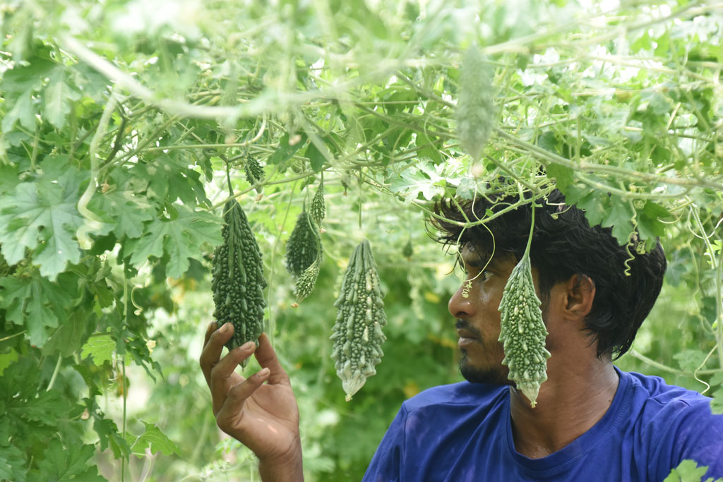 রাজশাহীর বরেন্দ্র অঞ্চলে মাচান পদ্ধতিতে চাষ করা করলার ক্ষেতে পরিচর্যায় ব্যস্ত এক কৃষক। এখানকার উৎপাদিত করলা রাজশাহীসহ দেশের বিভিন্ন জেলায় বাজারজাত করা হয়। ছবিটি পবা উপজেলার পারিলা ইউনিয়নের একটি কৃষিজমি থেকে তোলা। ছবি: মিলন শেখ