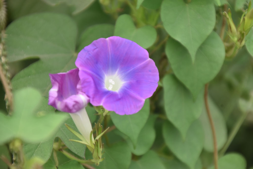 মর্নিং গ্লোরি দৃষ্টিনন্দন ফানেল আকৃতির ফুলের জন্য পরিচিত। ফুলগুলো সাধারণত নীল বা বেগুনি রঙের হয় এবং কেন্দ্রটি ফ্যাকাশে থাকে। এগুলো প্রায় সময় শোভাময় আগাছা হিসেবে চাষ করা হয়, কিন্তু কিছু অঞ্চলে সমস্যাযুক্ত আগাছা হতে পারে। রাজশাহীর পবা উপজেলার নওহাটা পৌরসভার বায়া এলাকা থেকে তোলা। ছবি: মিলন শেখ