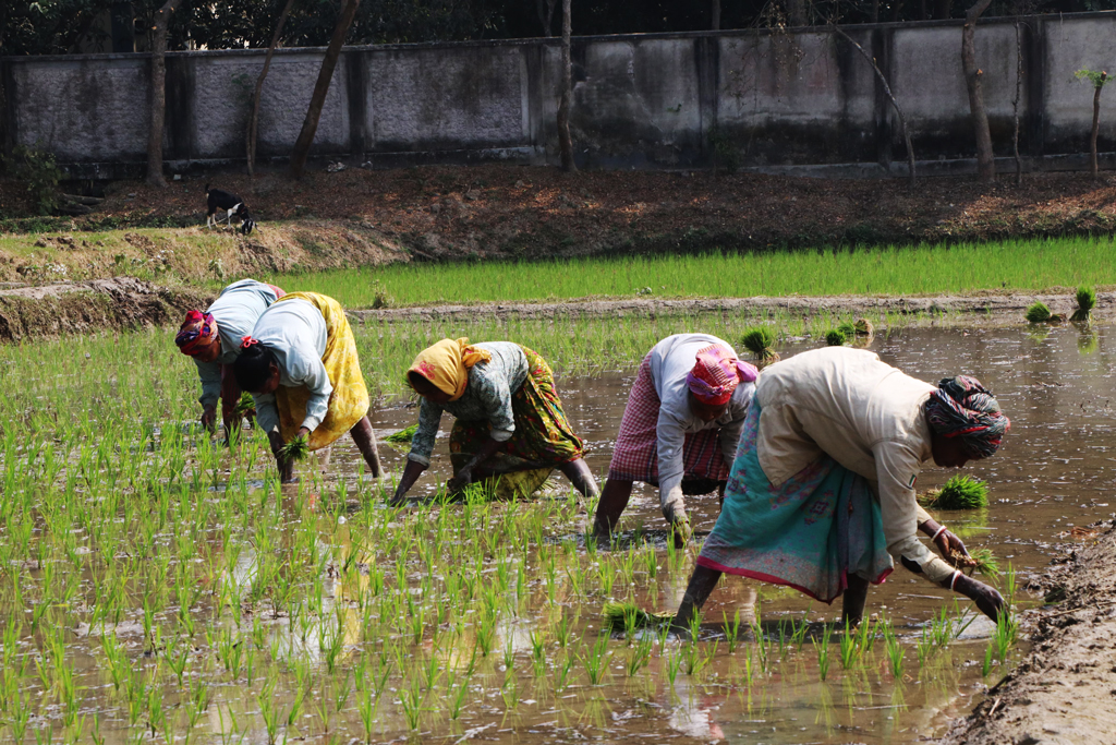 বরেন্দ্র অঞ্চলে বোরো ধান আবাদের ভরা মৌসুম চলছে। ক্ষুদ্র নৃগোষ্ঠীর নারীরা চারা রোপণের কাজে ব্যস্ত সময় পার করছেন। রাজশাহীর গোদাগাড়ী উপজেলার দেওপাড়া ইউনিয়নের পালপুর গ্রামের মাঠে। ছবি: মিলন শেখ