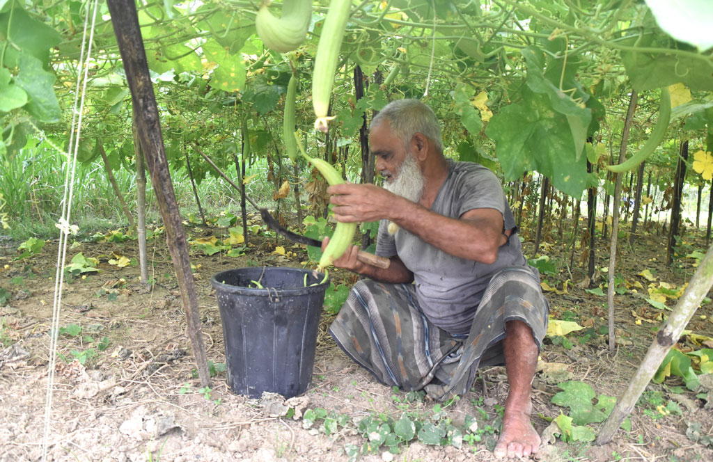জমির মাচান থেকে বিক্রয়ের জন্য ঝিঙ্গা কাটছেন কৃষক হযরত ওমর আলী। আজ সকালে রাজশাহীর পবা উপজেলার পারিলা ইউনিয়নের তেবাড়িয়া গ্রামে। ছবি: মিলন শেখ