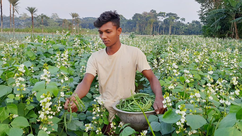 বাজারে আগাম উচ্চ ফলনশীল হাইব্রিড ক্যাকলে শিমের দাম ও চাহিদা বেশি। বিক্রির জন্য খেত থেকে এই জাতের শিম তুলছেন আজমীর হোসেন। আজ সকালে যশোরের ঝিকরগাছার বল্লা মাঠ থেকে তোলা। ছবি: মাসুদুর রহমান মাসুদ