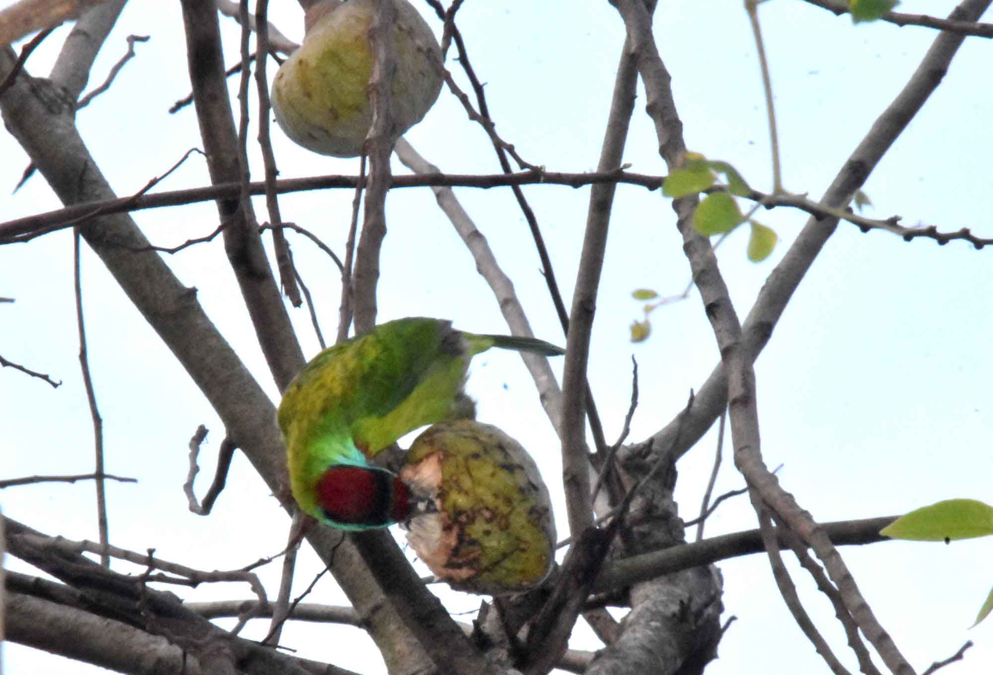 গাছে বসে পাকা আতা খাচ্ছে নীল গলাযুক্ত বারবেট (সাইলোপোগন এশিয়াটিকাস) পাখি। উজ্জ্বল সবুজ পালক, নীল গলা ও লাল-হলুদ মুকুট এ পাখির বিশেষ বৈশিষ্ট্য। রাজশাহীর মেহেরচণ্ডী কড়ইতলা পশ্চিমপাড়া এলাকা থেকে তোলা। ছবি: মিলন শেখ