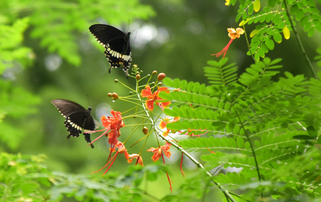 রাজশাহী নগরীর সিমলা পার্ক এলাকায় ফুটেছে ময়ূর ফুল, যার বৈজ্ঞানিক নাম Caesalpinia pulcherrima. এই শোভাময় উদ্ভিদ ‘বার্বাডোস প্রাইড’, ‘প্যারাডাইজের লাল পাখি’ কিংবা ‘বামন পিনকিয়া’ নামেও পরিচিত। রঙিন এই ফুল থেকে মধু আহরণে ব্যস্ত প্রজাপতি। ছবি: মিলন শেখ