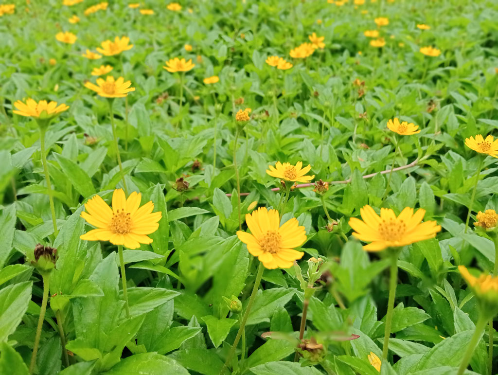 দিনের ছবি (৫ জুলাই , ২০২৬)