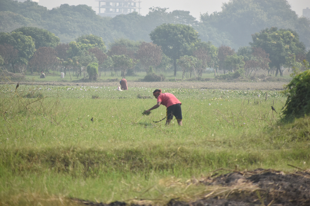 সাতসকালে গবাদিপশুর খাবারের জন্য ঘাস কাটছেন কয়েকজন। রাজশাহী নগরীর সিমলা পার্ক পদ্মা নদীর চর থেকে আজ সকালে তোলা। ছবি: মিলন শেখ