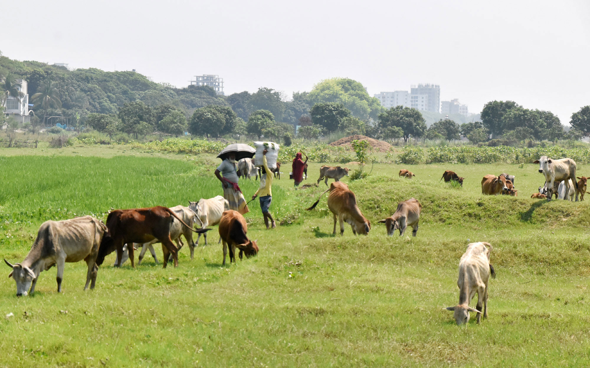 পদ্মা নদীর চরে গরুর পাল নিয়ে ঘাস খাওয়াতে নেমেছে রাখাল। প্রচণ্ড গরম থেকে বাঁচতে ছাতা মাথায় নিয়ে কাজ করে যাচ্ছে। ছবিটি রাজশাহী নগরীর শিমলাপার্ক পদ্মা নদীর তীর থেকে আজ দুপুরে তোলা। ছবি: মিলন শেখ