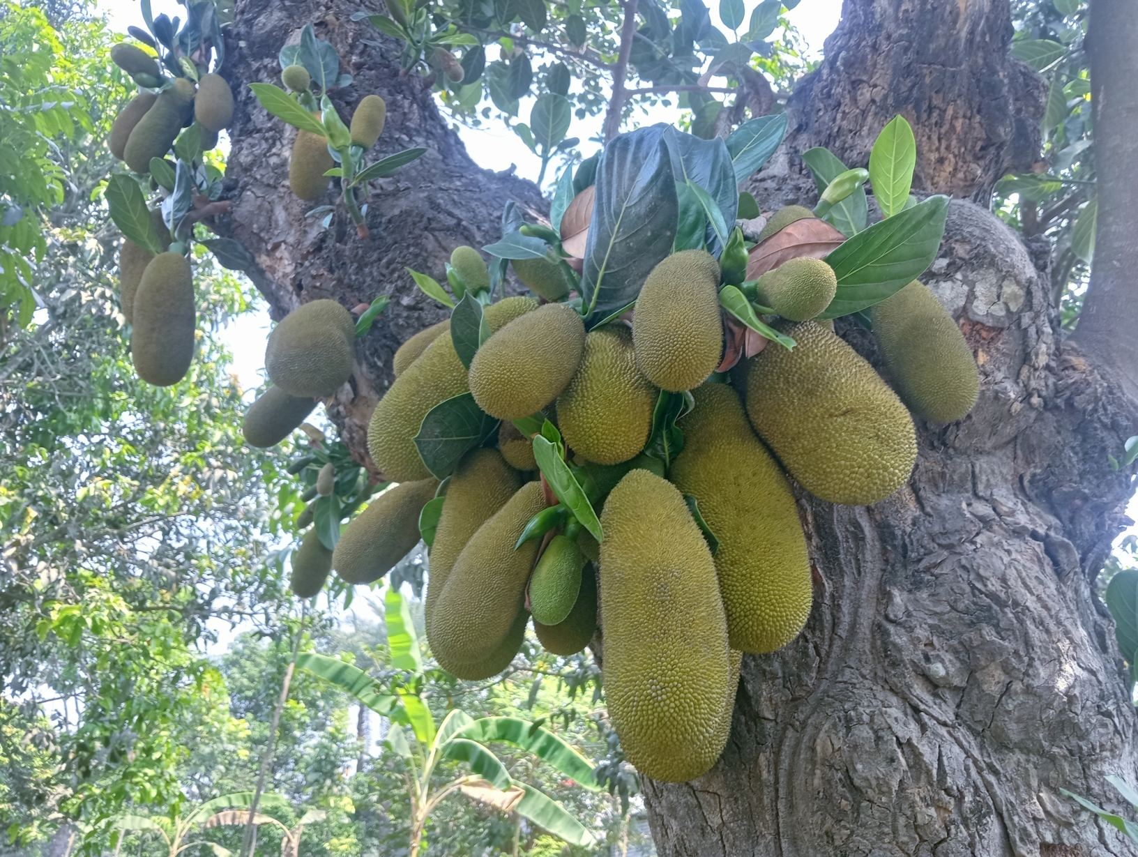 গাছে গাছে ঝুলছে ছোট-বড় কাঁঠাল। গাছজুড়ে সবুজ কাঁঠালের এমন সমারোহ যেন প্রকৃতির নিজস্ব সাজ। রাজশাহীর পবা উপজেলার দামকুড়া ইউনিয়নের দামকুড়া বাজার এলাকা থেকে তোলা। ছবি: মিলন শেখ