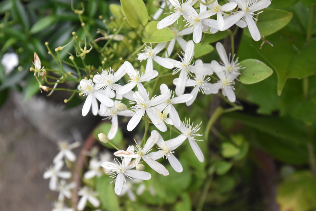 দিনের ছবি (২৮ জুলাই, ২০২৬)