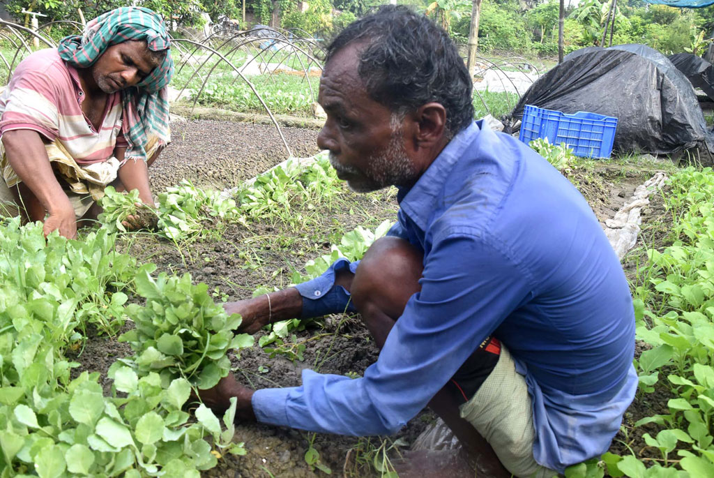 সবুজ স্বপ্নে নতুন ঋতুর আগমনী বার্তা। শীতকালীন আগাম লালশাক, পালংশাক, ফুলকপি ও বাঁধাকপির চারা সংগ্রহ করছেন নার্সারি কর্মীরা। রাজশাহীর পবা উপজেলার বদলগাছী ইউনিয়নের মাঠ থেকে তোলা । ছবি: মিলন শেখ