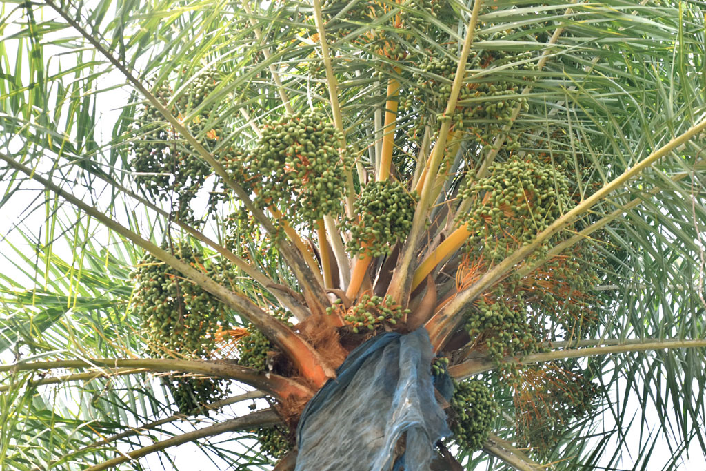 খেজুরগাছ থেকে রস সংগ্রহের মৌসুম প্রায় শেষ। এরই মধ্যে গাছে দেখা দিচ্ছে নতুন ফলন। থোকায় থোকায় ঝুলে আছে খেজুর। রাজশাহীর পুঠিয়া উপজেলার বেলপুকুর ইউনিয়নের সড়কের পাশ থেকে তোলা। ছবি: মিলন শেখ