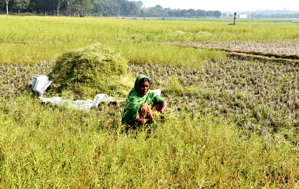 বরেন্দ্র অঞ্চলে ধান কাটার পর জমিতে বোনা হয়েছিল সরিষা। এখন সেই জমি থেকে সরিষা তুলছেন এক কিষানি। রাজশাহীর পবা উপজেলার নওহাটা পৌরসভার উত্তর পাকুড়িয়া গ্রাম থেকে আজ সকালে তোলা। ছবি: মিলন শেখ