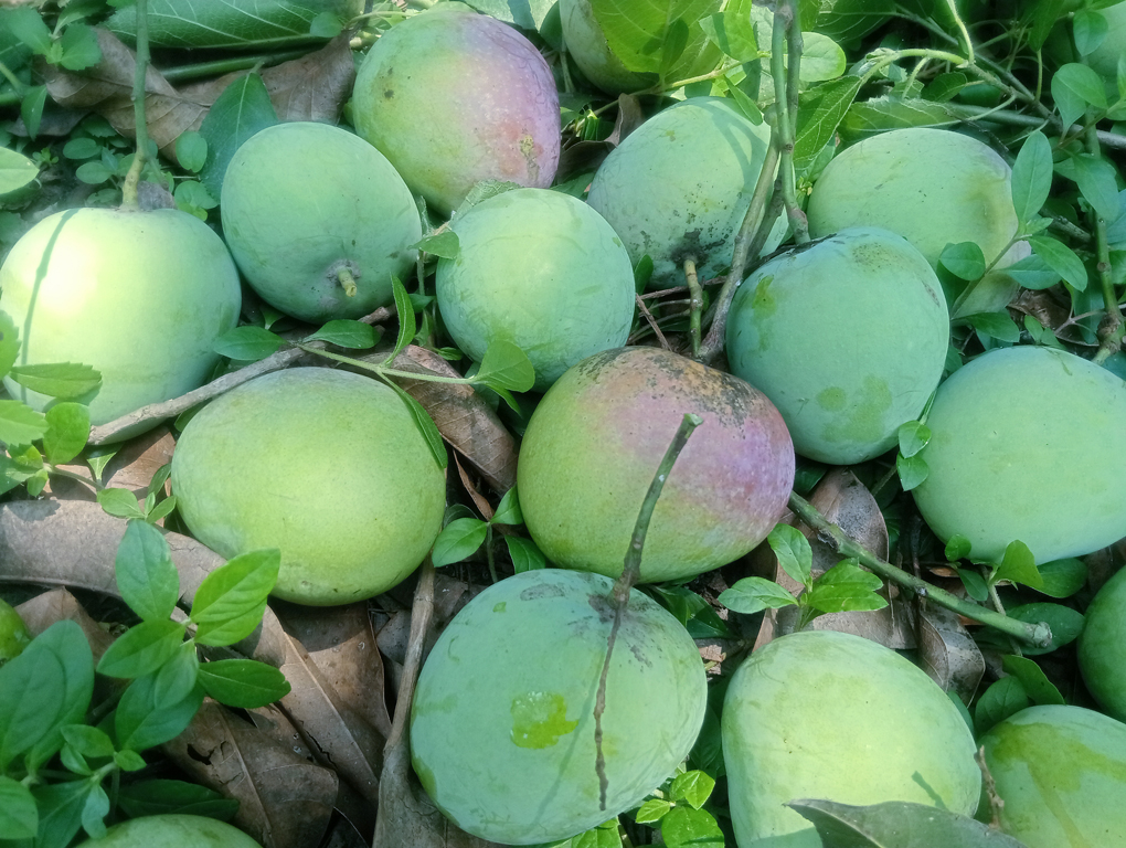 রাজশাহীতে আজ সকাল থেকে বিভিন্ন জাতের আম পাড়া শুরু হয়েছে জেলা প্রশাসকের বেঁধে দেওয়ার সময়ের মধ্যে। রাজশাহী নগরীর আজনগরের জিন্নানগর এলাকার একটি আমবাগান থেকে তোলা। ছবি: মিলন শেখ