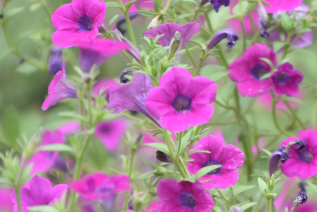 সারফিনিয়া পিটুনিয়া ফুলের প্রাণবন্ত গুচ্ছ। এই গাছগুলো লতানো স্বভাবের জন্য পরিচিত, যে কারণে এগুলো ঝুলন্ত ঝুড়ি এবং জানালার টবের জন্য জনপ্রিয়। সাধারণত বসন্তের শেষভাগ থেকে প্রচুর পরিমাণে ফুল ফুটতে শুরু করে। রাজশাহী নগরীর রেশম বোট ভবনের ফুলবাগান থেকে তোলা। ছবি: মিলন শেখ