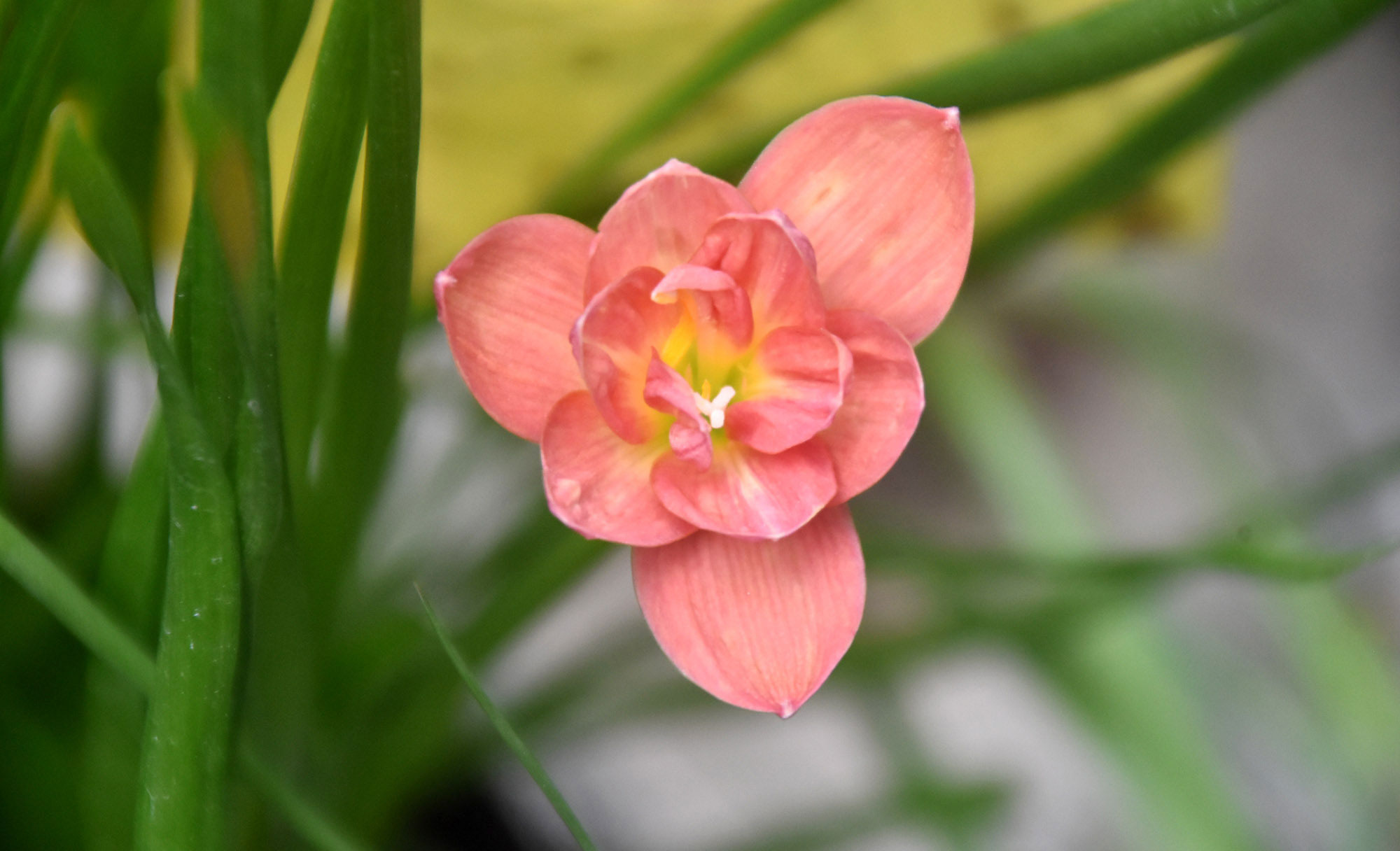 দিনের ছবি (৯ অক্টোবর ২০২৫)