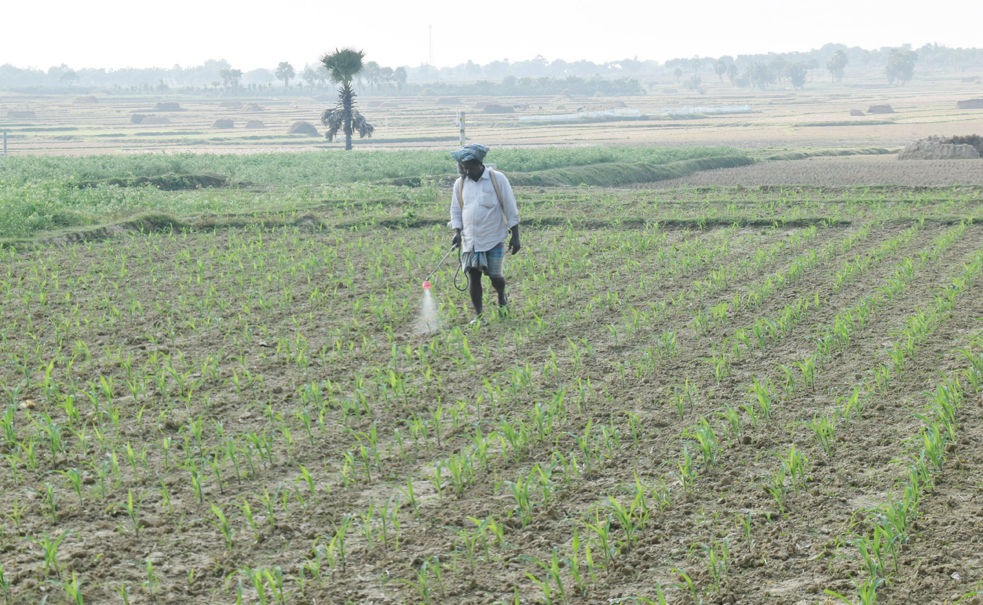দিনের ছবি (৩০ নভেম্বর, ২০২৫)