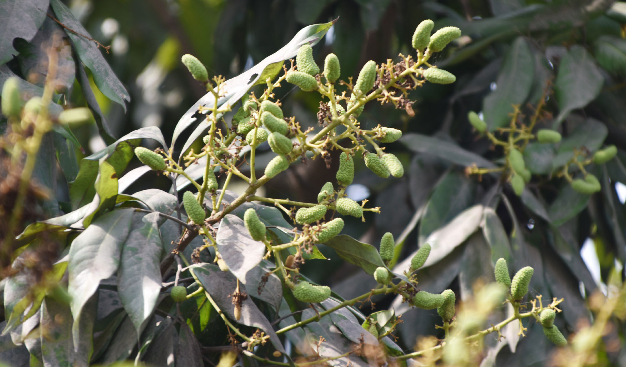 গরমের সুস্বাদু ফল লিচু। গাছে গাছে এখন কাঁচা ছোট ছোট লিচুর থোকা ঝুলছে। রাজশাহী নগরের বারো রাস্তার মোড় এলাকার একটি লিচুবাগান থেকে তোলা। ছবি: মিলন শেখ