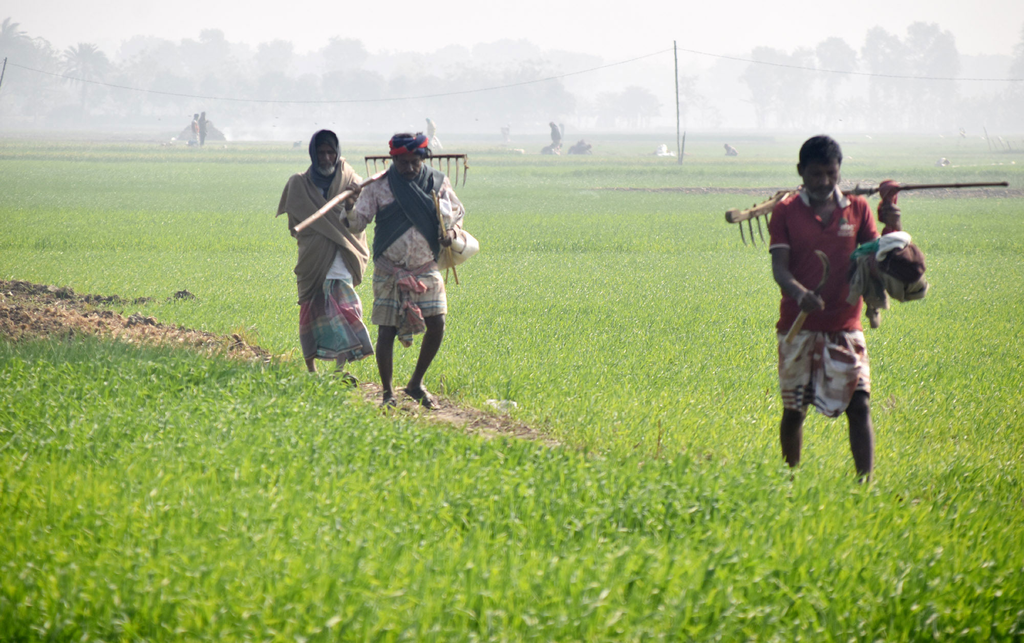 শীতের ভোরে মাঠজুড়ে কৃষকের ব্যস্ততা। জমিতে কাজ শেষে আইলের ওপর দিয়ে পেঁয়াজ রোপণের সরঞ্জাম নিয়ে বাড়ির পথে ফিরছেন তাঁরা। রাজশাহীর পুঠিয়া উপজেলার বেলপুকুরিয়া ইউনিয়নের কাপাশিয়া এলাকা থেকে তোলা। ছবি: মিলন শেখ